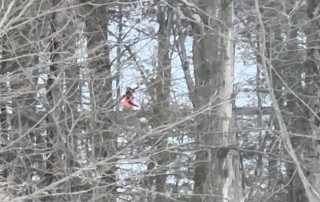 Rochelle Walking in the Woods