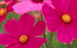 Rochelle's Favorite Pink Flowers