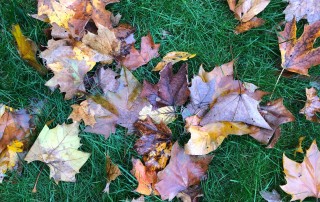 Autumn leaves on green grass